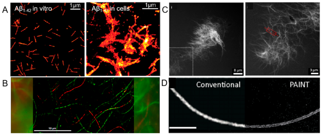 How Researchers Select Cognitive & Longevity Peptides for In Vitro Study 2 ijms 26 03998 g005
